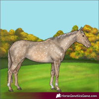 Horse Color:Chocolate Palomino Dun Appaloosa  and Chocolate Palomino Dun Appaloosa 