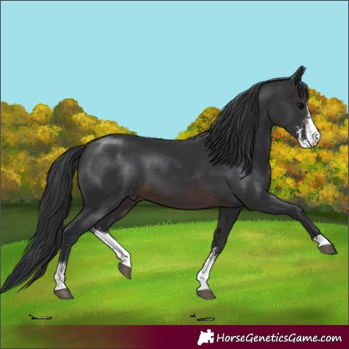 Horse Color:Brown Sabino 