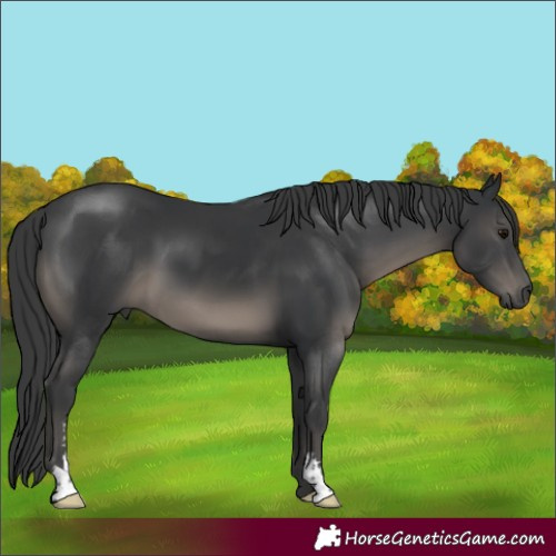 Horse Color:Black Sabino 