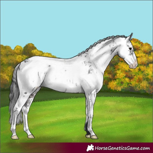 Horse Color:Brown Sabino 