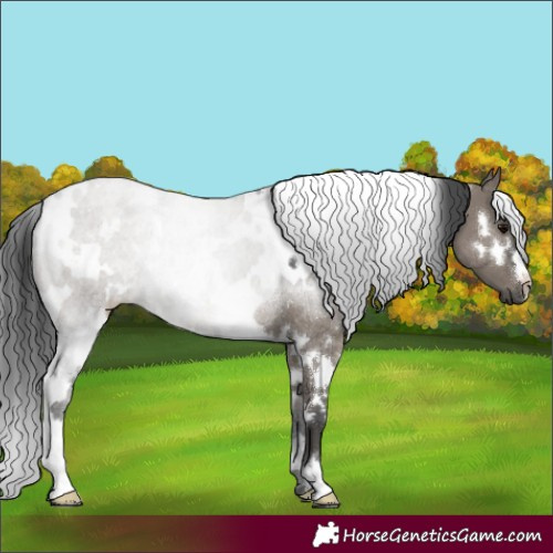 Horse Color:White Spotted Grullo Rabicano 