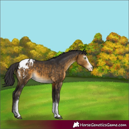 Horse Color:White Spotted Buckskin Tobiano Appaloosa Rabicano 