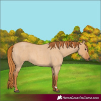 Horse Color:Unknown 