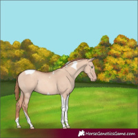 Horse Color:Gold Champagne Dun Tobiano Rabicano 