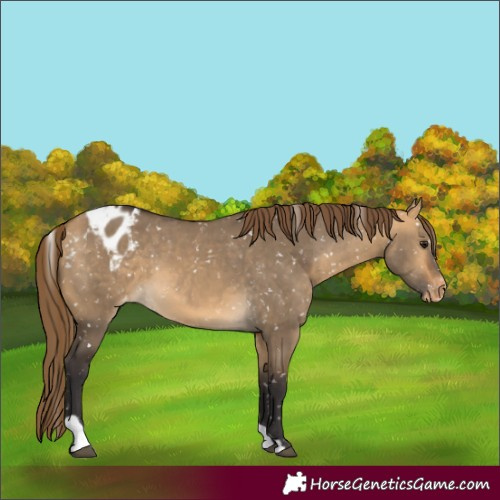 Horse Color:Buckskin Dun Appaloosa and Buckskin Dun Appaloosa