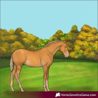 Horse Color:Gold Cream Champagne 