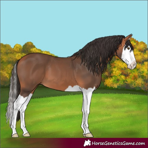 Horse Color:Bay Splash 
