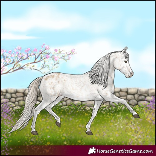 Horse Color:Chocolate Palomino Dun Appaloosa  and Chocolate Palomino Dun Splash Appaloosa 