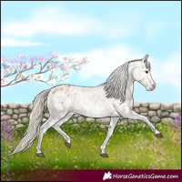 Horse Color:Chocolate Palomino Dun Appaloosa  and Chocolate Palomino Dun Splash Appaloosa 