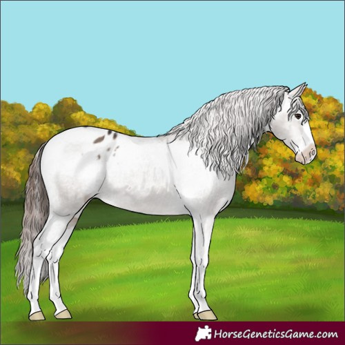 Horse Color:Brown Dun Splash Appaloosa 