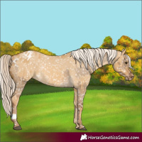 Horse Color:Chocolate Palomino Dun Appaloosa  and Palomino Dun Appaloosa 