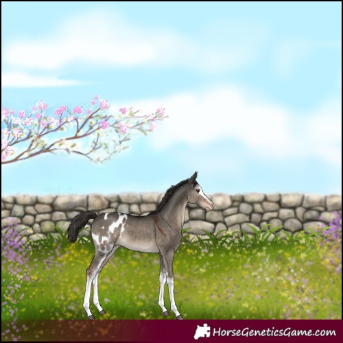 Horse Color:White Spotted Liver Red Dun Appaloosa 