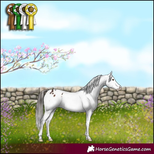 Horse Color:White Spotted Liver Chestnut Appaloosa 