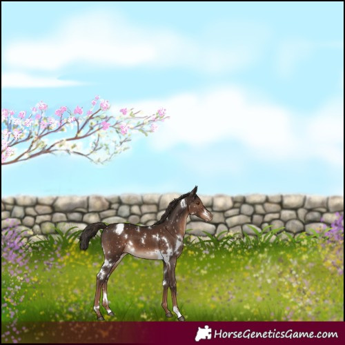Horse Color:White Spotted Liver Chestnut Snowflake Varnish 