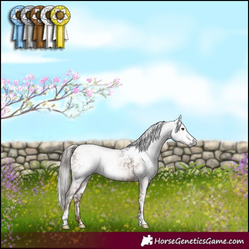 Horse Color:Gray White Spotted Liver Chestnut Appaloosa 