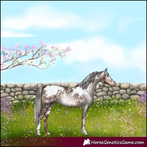 Horse Color:Gray White Spotted Liver Chestnut Appaloosa 