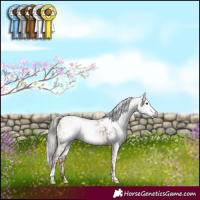 Horse Color:Gray White Spotted Liver Chestnut Appaloosa