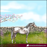 Horse Color:Gray White Spotted Liver Chestnut Appaloosa 