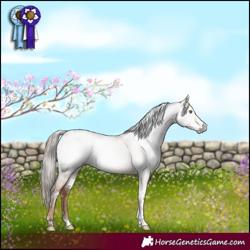 Horse Color:Gray White Spotted Liver Red Dun Pearl Appaloosa