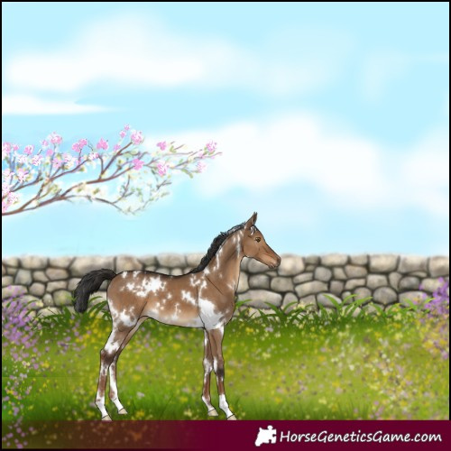 Horse Color:Gray White Spotted Liver Red Dun Appaloosa 