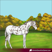 Horse Color:Silver Black Tobiano Appaloosa 