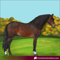 Horse Color:Brown 