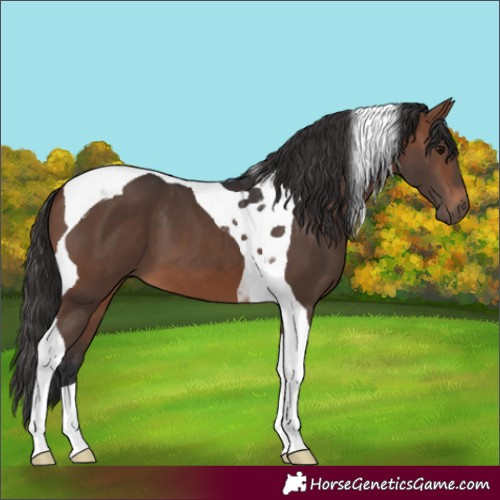 Horse Color:Brown Tobiano 