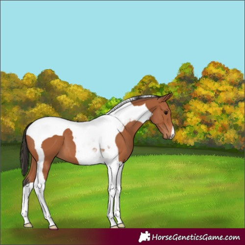 Horse Color:Bay Tobiano 