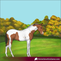 Horse Color:Bay Tobiano 