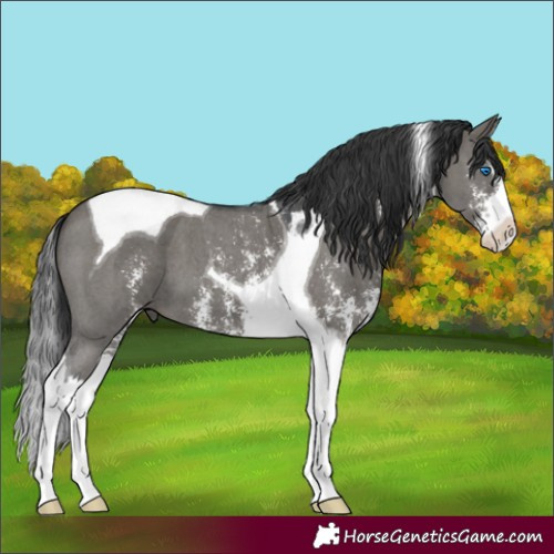 Horse Color:Grullo Sabino Splash Tobiano 