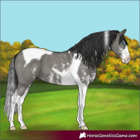 Horse Color:Grullo Sabino Splash Tobiano 
