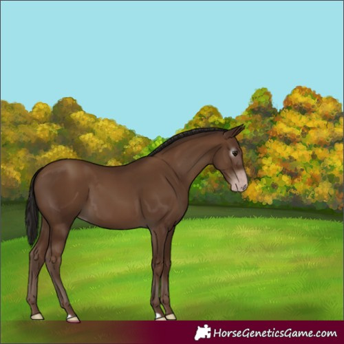 Horse Color:Gray Classic Champagne 