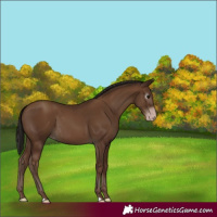 Horse Color:Gray Classic Champagne 