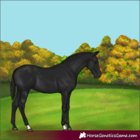 Horse Color:Gray Black 