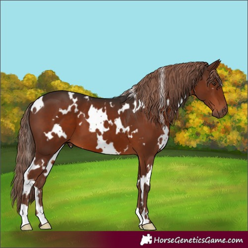 Horse Color:White Spotted Liver Chestnut 