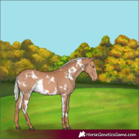 Horse Color:White Spotted Chestnut Mushroom 