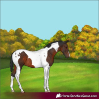 Horse Color:Brown Tobiano 