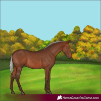 Horse Color:Silver Brown 