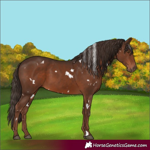 Horse Color:White Spotted Liver Chestnut 