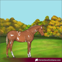 Horse Color:White Spotted Chestnut Tobiano 