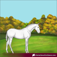 Horse Color:Silver Brown Sabino Splash Appaloosa 