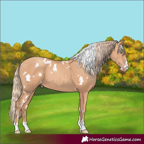 Horse Color:White Spotted Gold Champagne 