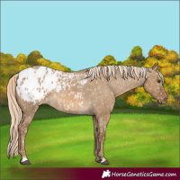 Horse Color:Chocolate Palomino Dun Appaloosa  and Chocolate Palomino Dun Appaloosa 