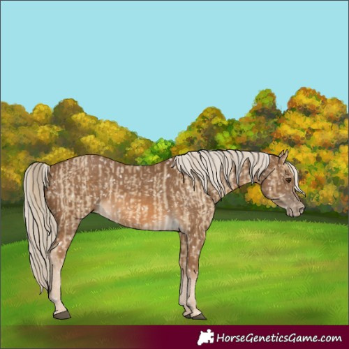 Horse Color:Chocolate Palomino Dun Snowflake Varnish and Chocolate Palomino Snowflake Varnish