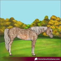 Horse Color:Chocolate Palomino Dun Snowflake Varnish and Chocolate Palomino Snowflake Varnish