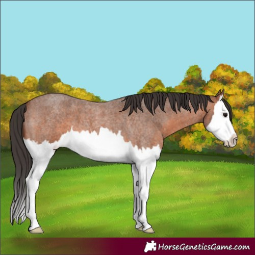Horse Color:Unknown 