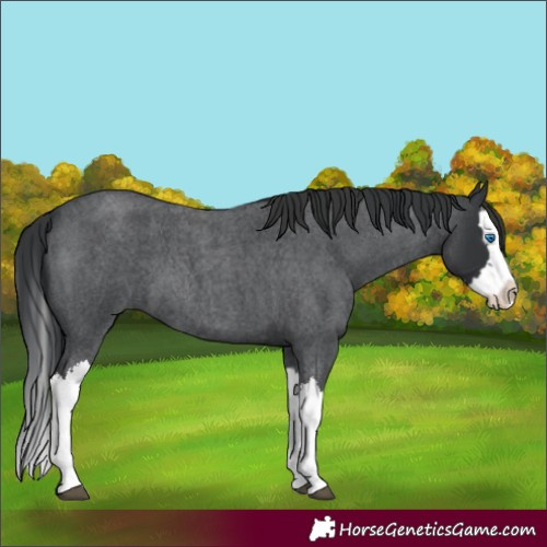 Horse Color:Blue Roan Splash 