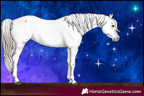 Horse Color:Smoky Grullo Appaloosa  and Gray Smoky Grullo Appaloosa 