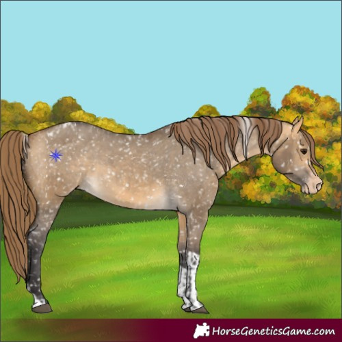 Horse Color:Buckskin Dun Appaloosa  and Buckskin Dun Tobiano Appaloosa 