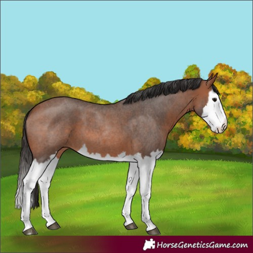 Horse Color:Unknown 
